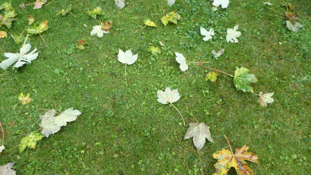 Foglie autunnali sparse su un prato verde, create un'atmosfera naturale e stagionale.